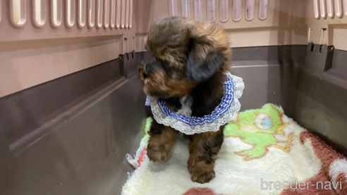 成約済の愛媛県のミックス犬-291313