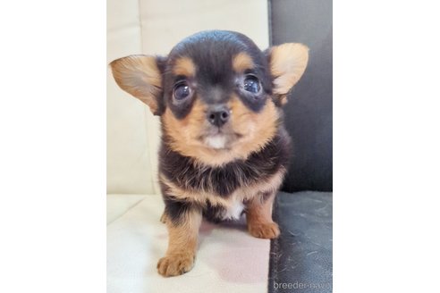 成約済の静岡県のミックス犬-304860の1枚目
