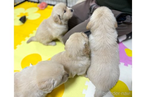 成約済の京都府のゴールデンレトリーバー-305213の8枚目