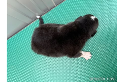 成約済の山梨県のオーストラリアンシェパード-302560の2枚目