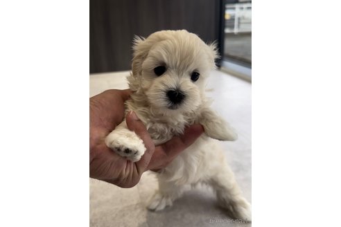 成約済の福岡県のマルプー:マルチーズ×トイプードル-303357の4枚目