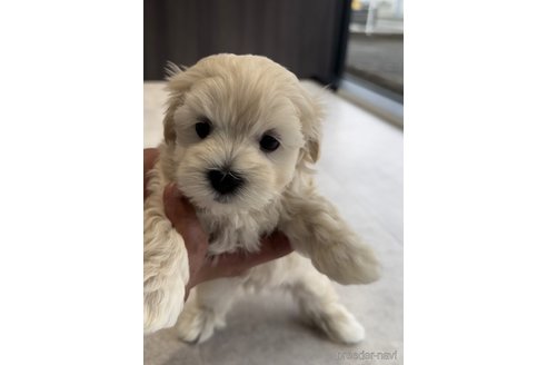 成約済の福岡県のマルプー:マルチーズ×トイプードル-303357の6枚目