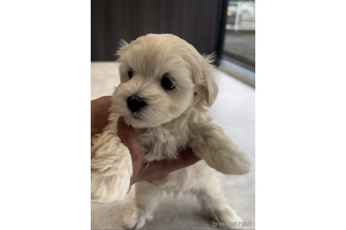 成約済の福岡県のマルプー:マルチーズ×トイプードル-303357の5枚目