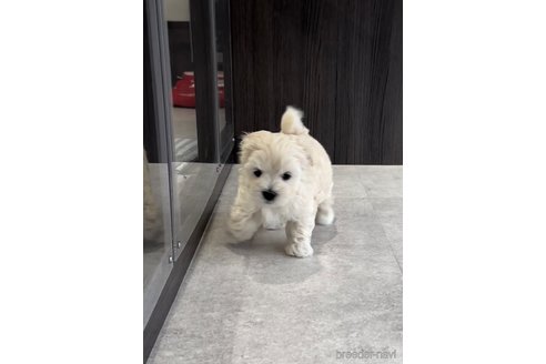 成約済の福岡県のマルプー:マルチーズ×トイプードル-303357の3枚目