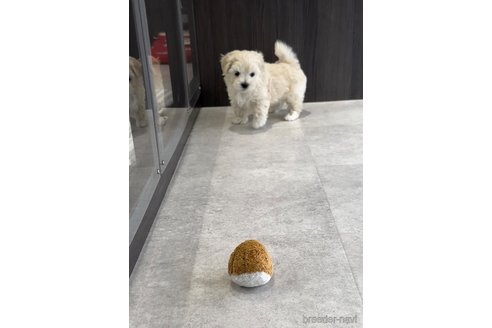 成約済の福岡県のマルプー:マルチーズ×トイプードル-303357の2枚目