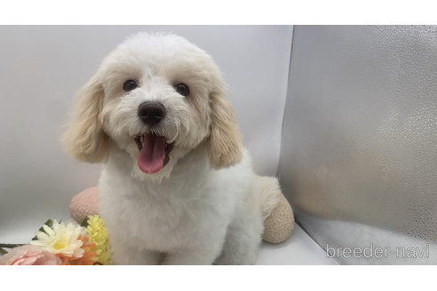 成約済の東京都のミックス犬-278351の9枚目