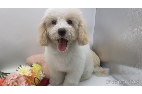 成約済の東京都のミックス犬-278351の8枚目