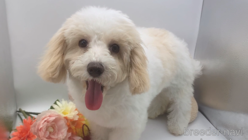 成約済の東京都のミックス犬-278351の7枚目