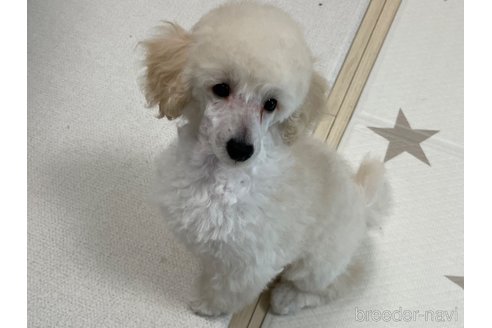 成約済の長野県のトイプードル-299497の14枚目