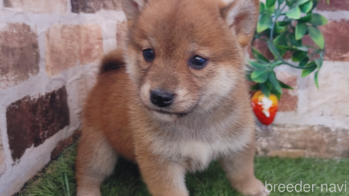 成約済の鹿児島県の柴犬-301968の1枚目