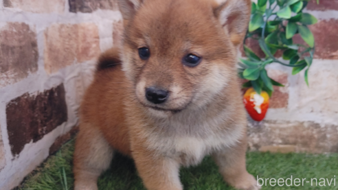 商談中の鹿児島県の柴犬-301968の1枚目