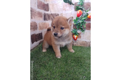 商談中の鹿児島県の柴犬-301968の4枚目