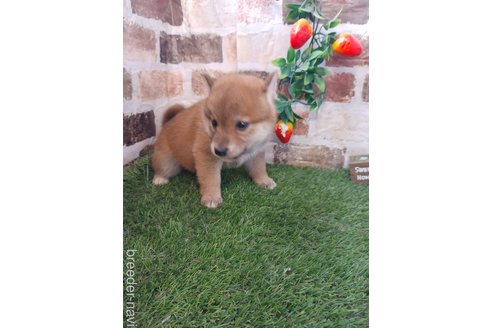 商談中の鹿児島県の柴犬-301968の2枚目