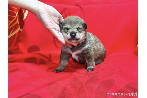 成約済の奈良県の豆柴-305360の3枚目
