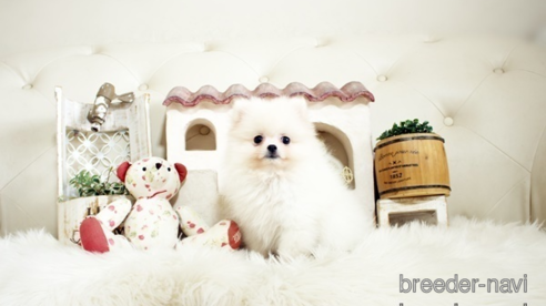 成約済の佐賀県のポメラニアン-305368の1枚目