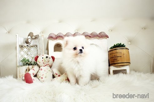 成約済の佐賀県のポメラニアン-305368の4枚目