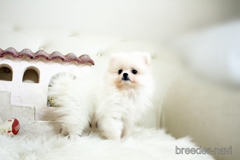 成約済の佐賀県のポメラニアン-305368の3枚目