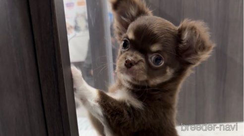 成約済の福岡県のチワワ(ロングコート)-300083の6枚目