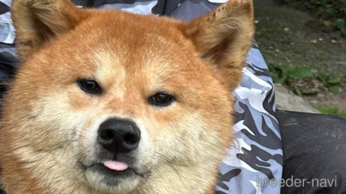 成約済の福岡県のミックス犬-305389の3枚目