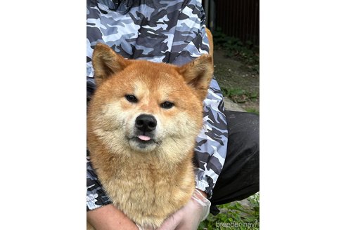 成約済の福岡県のミックス犬-305389の2枚目