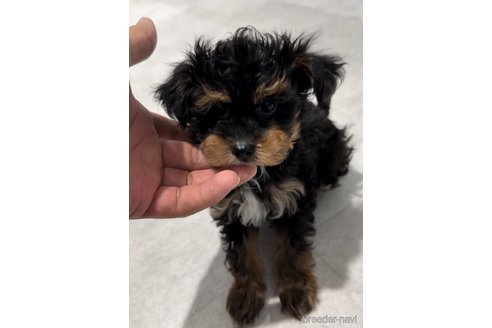 成約済の福岡県のミックス犬-302761の2枚目