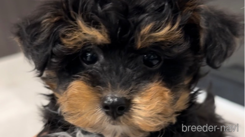 成約済の福岡県のミックス犬-302761の1枚目