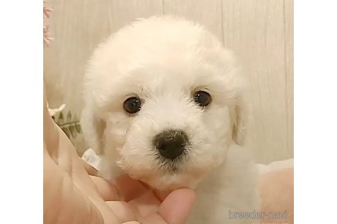 成約済の愛知県のビションフリーゼ-303986の4枚目