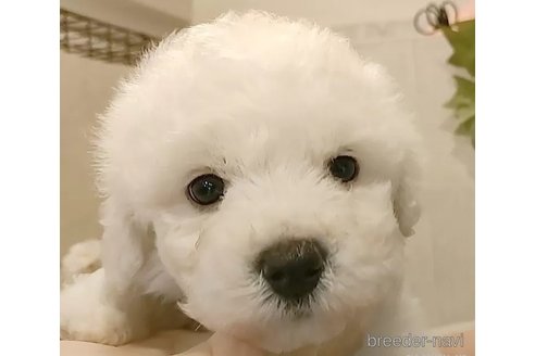 成約済の愛知県のビションフリーゼ-303986の3枚目