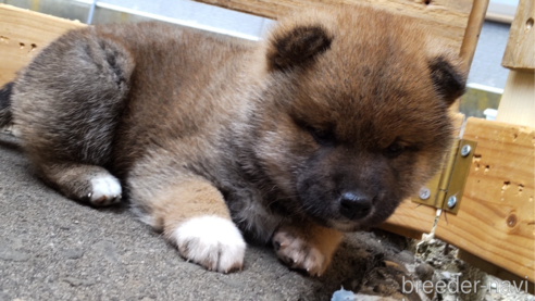 成約済の秋田県の柴犬-302164