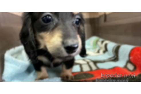子犬
