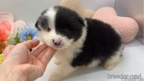 成約済の東京都のミックス犬-304005の14枚目