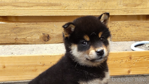 販売中の秋田県の柴犬-296805