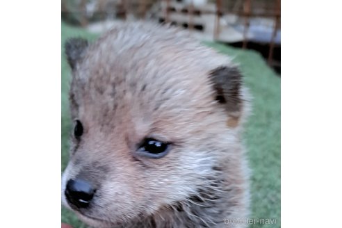 成約済の千葉県のミックス犬-305453の25枚目