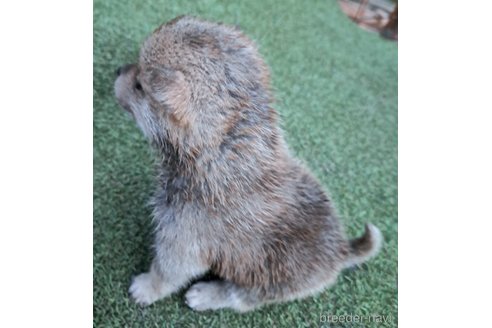 成約済の千葉県のミックス犬-305453の27枚目