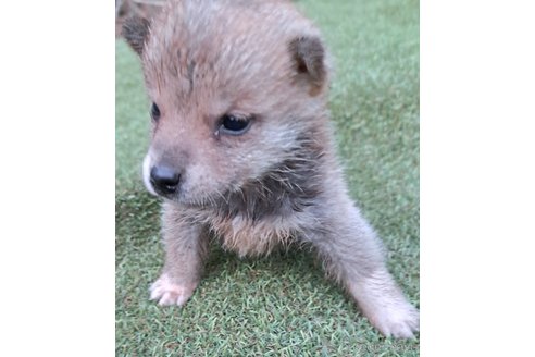 成約済の千葉県のミックス犬-305453の26枚目