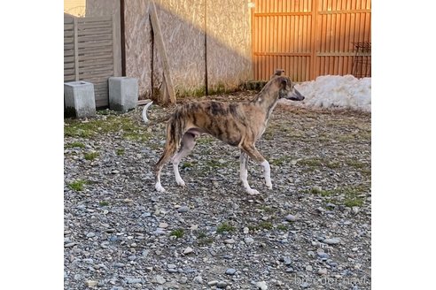 成約済の北海道のウィペット-305458の6枚目