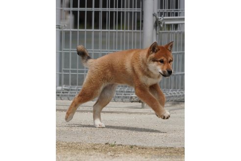 販売中の愛媛県の四国犬-305500の4枚目