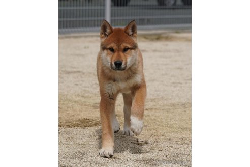 販売中の愛媛県の四国犬-305500の3枚目