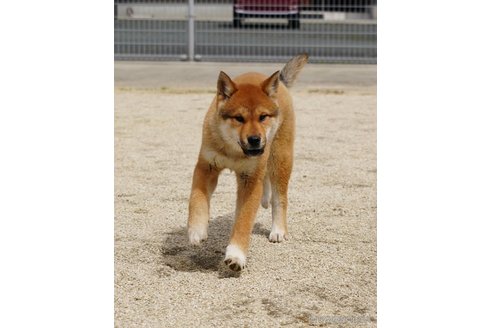 販売中の愛媛県の四国犬-305500の2枚目
