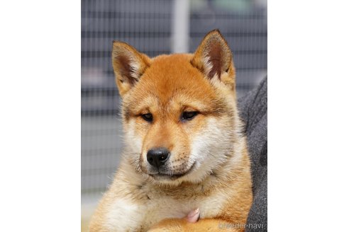 販売中の愛媛県の四国犬-305500の5枚目