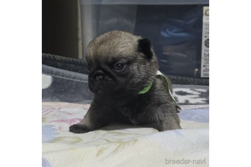 成約済の岡山県のパグ-304620の31枚目