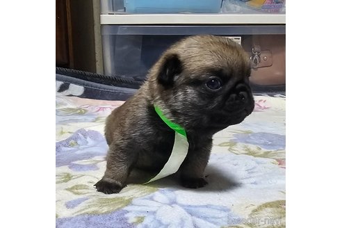 成約済の岡山県のパグ-304620の30枚目