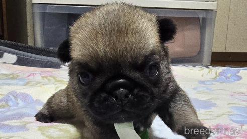 成約済の岡山県のパグ-304620の29枚目