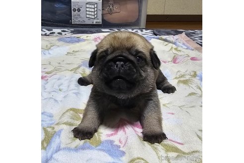 成約済の岡山県のパグ-304624の25枚目