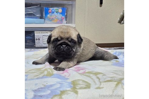 成約済の岡山県のパグ-304624の24枚目