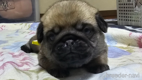 成約済の岡山県のパグ-304624の23枚目