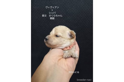 成約済の大阪府のタイニープードル-303216の4枚目