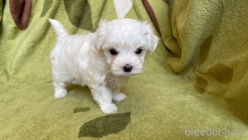 成約済の茨城県のマルチーズ-305548の3枚目