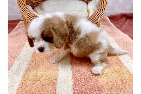 成約済の埼玉県のキャバリアキングチャールズスパニエル-302104の5枚目