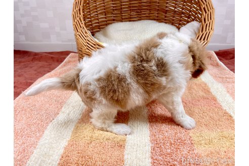 成約済の埼玉県のキャバリアキングチャールズスパニエル-302104の3枚目